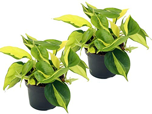 Efeutute, Scindapsus, (Epipremnum aureum) Sorte: Brasil, gelb-grünes-buntes Blattwerk, rankend, Ampelpflanze, luftreinigend (2er Set je im 12cm Topf)