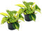 Efeutute, Scindapsus, (Epipremnum aureum) Sorte: Brasil, gelb-grünes-buntes Blattwerk, rankend, Ampelpflanze, luftreinigend (2er Set je im 12cm Topf)