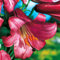 COOTO Garten Lilien Zwiebeln Winterhart Mehrjährig – Trompeten Pink Perfection Regale - Blumenzwiebeln Lilien – Blumen Deko für Garten und Balkon – Garten Lilien Pflanzen
