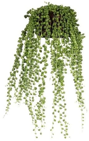Senecio Rowleyanus | DECOALIVE | Bolitas Colgantes | Planta de Interior | Planta Natural