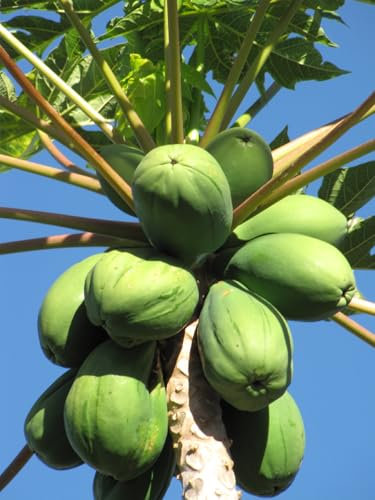 Seedeo Tropischer Melonenbaum (Papaya Carica papaya)25 Samen
