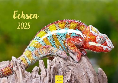 Edition Seidel Premium Kalender Echsen 2025 Format DIN A3 Wandkalender Tierkalender Echse Schuppenkriechtier Wildtiere Riesenechse Waran Farbwechsler Natur Wald Baum Wasser