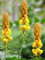 35 KERZENBUSCH Cassia Alata Senna Candletree Strauch Gelb Orange Blumensamen