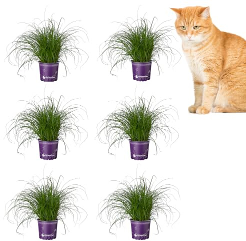 Florapartner Frisches Katzengras (Cyperus zumula) – 6 Pflanzen ungiftiges Zyperngras für Katzen & Nagetiere, weiche Halme gegen Haarballen, Zimmerpflanze im 12cm Topf