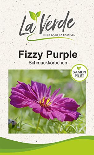 Cosmee Fizzy Purple Blumensamen