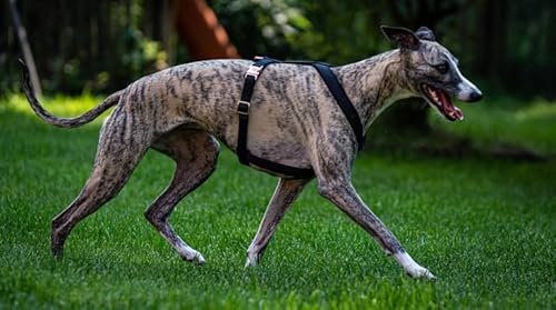 EDEL&SCHNELL Windhundgeschirr schwarz Größe L verstellbares Whippet Geschirr aus bequemen Webband mit Schnallen in Rosegold Hundegeschirr große Hunde