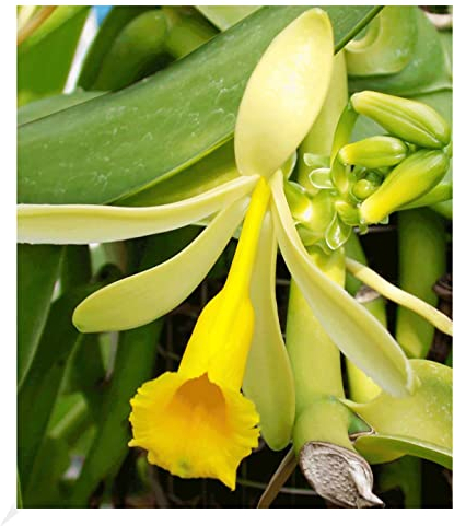 BALDUR Garten Echte Vanille Pflanze, 1 Topf Vanilla planifolia, Orchidee blühende Zimmerpflanze, mehrjährig - frostfrei halten, blühend, Gewürzvanille, duftende Blüten
