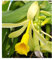 BALDUR Garten Echte Vanille Pflanze, 1 Topf Vanilla planifolia, Orchidee blühende Zimmerpflanze, mehrjährig - frostfrei halten, blühend, Gewürzvanille, duftende Blüten