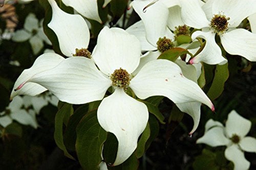 Chinesischer Blumenhartriegel Cornus kousa chinensis Containerware 60 - 80 cm