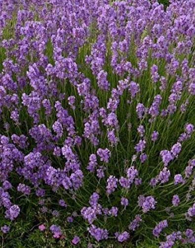 Lavendel 50 Stück Dwarf Blue Echter Lavendula Hecke, Bodendecker, T9x9