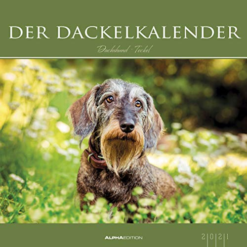 Der Dackelkalender 2021 - Bild-Kalender 33x33 cm - Dachshunds - Tierkalender - Wandplaner - Alpha Edition: Dachshund / Teckel