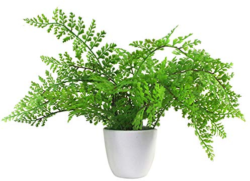 Leaf Mini Künstlicher Farn in Topf, 30 cm, Kunststoff, Royal Fern