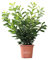 KENTIS - Kirschlorbeer Pflanzen - Prunus Laurocerasus Novita – Winterharte Pflanzen für Garten – Aussenpflanze - Hoch 80-100 cm Topf Ø 24 cm