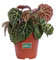 Pianta di Begonia Ferox pianta da interno pianta ornamentale di Begonia pianta rara pianta da arredo pianta vera di Begonia Ferox venduta da eGarden.store