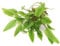 K2AQUA Cryptocoryne Wendtii Green Live Aquarium Plant Lush Green Colour Easy Care Low Maintenance Foreground Midground Freshwater Tank Beginner Friendly