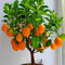 Semillas Semillas de frutos de naranja árbol enano Washington Navel cultivar en interior o al aire libre 30pcs + AA