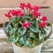 semi di ciclamino fiore primaverile, fiori selvatici resistente piante da giardino roccioso resistenti recisi ornamentali decorazione floreale 250pcs
