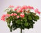 kunstpflanzen-discount.com Geranien Pflanzen Kunstblume ca. 40cm hoch mit 116 rosa Blüten - Künstliche Geranien mit Stiel zum Stecken
