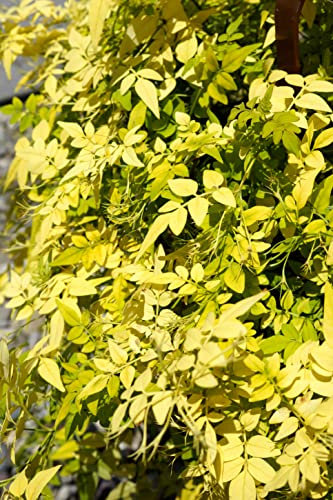 Suttons Hardy Perennial Flowering Shrub Jasmine ‘Fiona Sunrise’, Climbing Potted Garden Plants Ideal for Walls, Fences, Patio and Containers (1 x 3 Litre Pot)