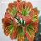 Bonsai clivia seeds, rare of the clivia flowers, plants in flower pot dedicated spernness perennial Garden decor 100 pcs 10