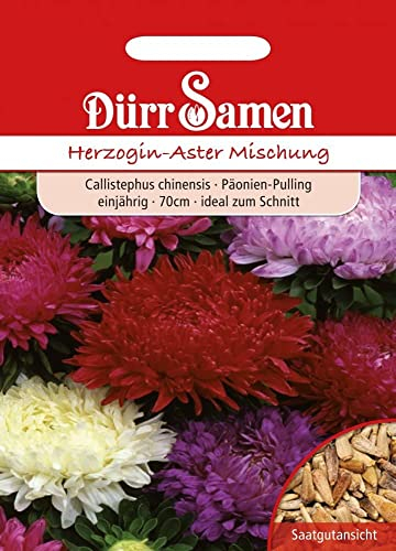 Herzoginaster Samen Mischung Herzoginasternsamen Astersamen Aster Schnittblume 70 cm Einjährig ca 250 Korn Garten Hochbeet Kübel Balkon Dürr Samen