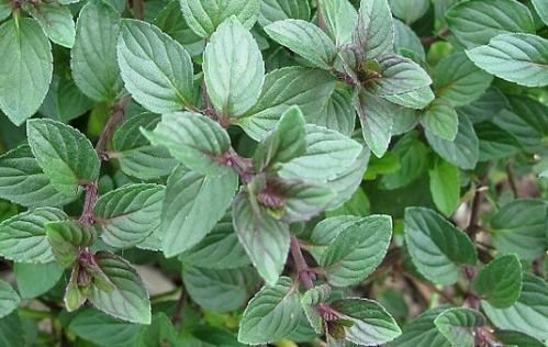 Pack X6 'Chocolate' Mint Garden Herb Garden Plug Plants