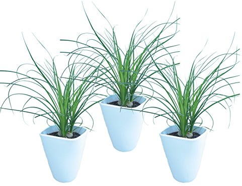Dominik Blumen und Pflanzen, Blumen Dracena Nolina kleiner Elefantenfuß inklusive Deko-Topf, 3er Spar-Set, mehrfarbig