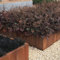 INTRAGARTEN Heuchera micrantha' Palace Purple' Rotes Purpurglöckchen Bodendecker Pflanze im Topf