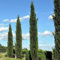 Pianta vera di Cupressus sempervirens Totem - Diametro Vaso Ø 24 cm