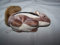 BEANIE BABIES SG_B00002CFB2_US
