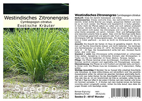 Seedeo Westindisches Zitronengras Cymbopogon citratus 200 Samen