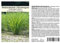 Seedeo Westindisches Zitronengras Cymbopogon citratus 200 Samen