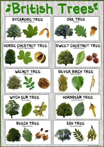 British Trees laminiert Nature Poster – Größe A1 (84,1 cm x 59,4 cm) Schule Klassenzimmer Dekoration/Ressource.