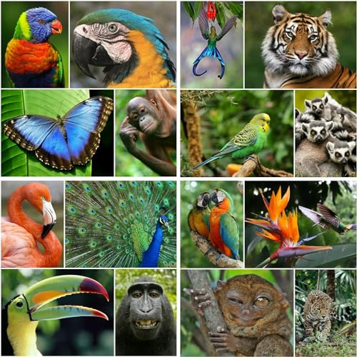 Edition Colibri 16 REGENWALD-TIERE Postkarten-Set Tropen (16 verschiedene tropische Tierpostkarten) für Sammler/Postcrossing oder als Lehrmaterial für Biologie