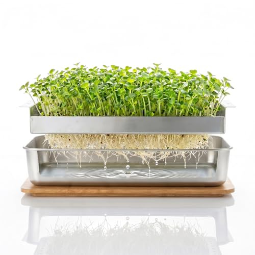 Lornpexia Microgreens Growing Kit – Stackable Stainless Steel Sprouting Tray with Wood Lid, Sprouts Growing Kit for Indoor Gardening in Small Spaces, Kitchen, or Windowsill – No Seeds Included