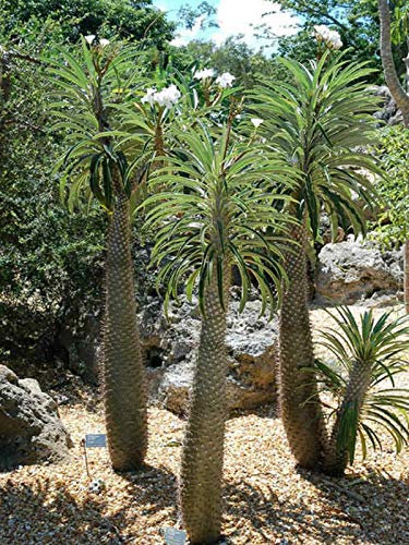 Portal Cool Las semillas del paquete: 20 Pachypodiums geayi, Madagascar palma semillas