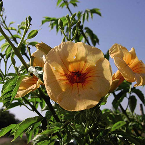 Suttons Campsis x tagliabuana Summer Jazz Gold, Trumpet Vine, Trumpet Creeper, Perennial, Hardy, Ideal for Patio Pots, Beds, Borders, 1 x 2-Litre Potted Plant