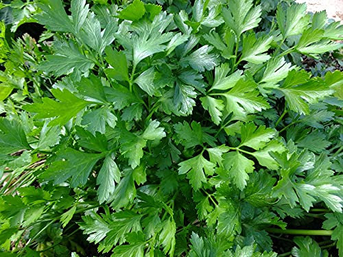 Lote de 500 semillas de perejil gigante italiano - Planta tradicional y muy aromática - Indispensable en la cocina - 100% natural - Calidad gustativa - Garantía de germinación - 100% reproducible