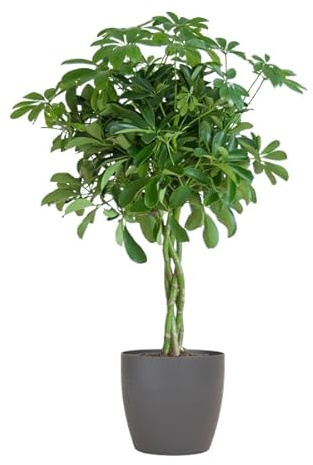 Schefflera Arb Nora – Strahlenaralie – Zimmerpflanze + Topf Viber Grau – 70cm – Ø21cm – Kletterpflanze mit auffälligen Handblättern – Pflegeleicht & dekorativ für Innenräume