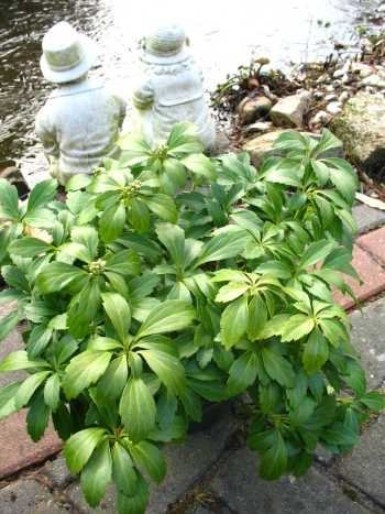 Dickmannchen - Ysander Pachysandra terminalis 5-7 Triebe im Topf 20 Pflanzen