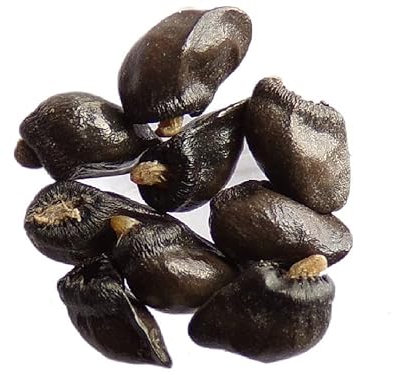 Grande Consoude - 30 graines - Symphytum Officinale (Engrais Vert) - SEM05