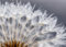 Rasch Tapete 363333 - Fototapete auf Vlies mit einer Pusteblume in Weiß und Grau aus der Kollektion Magicwalls - 2,65 m x 3,71 m (LxB)