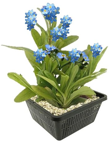 vdvelde.com - Sumpf-Vergissmeinnicht - Mysotis Palustris - 4 Stück - - Stark filtrierende Bodenkriechpflanze- Ausgewachsene Höhe: 60 cm- Platzierung: -1 bis -20 cm