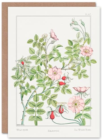 Artery8 Maurice Pillard Verneuil Art Card Wild Rose Flower