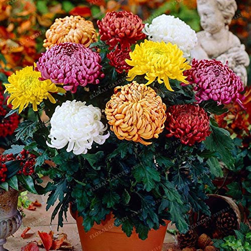 Seeds. ! Great Sale Plants 50pcs Chrysanthemum Bonsai Rare Flower Garden in Paper Vase Balcony House Garden of DIY Plants: 5