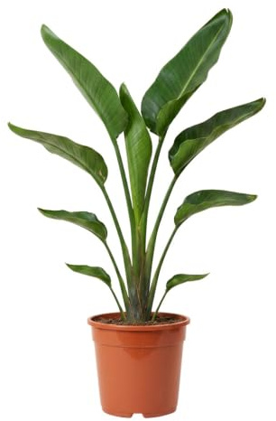 Weiße Paradiesvogelblume | Strelitzia Nicolai | ca. 45-55 cm | ø 12-15 cm Topf | Pflegeleichte Zimmerpflanzen für Wohnung und Büro | Qualität vom Pflanzen Profi | Ideale Raumbegrünung