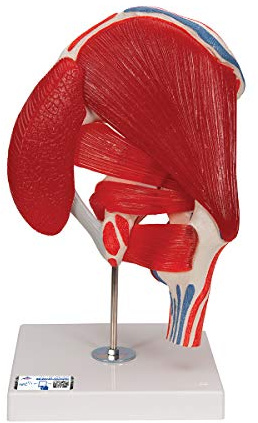 3B Scientific® Hüftgelenkmodell – Lebensgroßes 7-teiliges Anatomiemodell mit 6 abnehmbaren Muskeln, funktionelles Hüftgelenk mit Bändern + 3B Smart Anatomy App