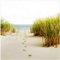 Wallario Glasbild Spuren im Sand- Fußspuren durch die Düne zum Meer - 50 x 50 cm Wandbilder Glas in Premium-Qualität: Brillante Farben, freischwebende Optik