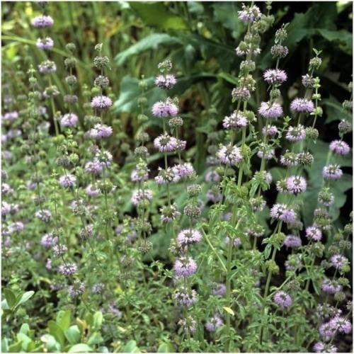 Paquete de 1.000 semillas, poleo menta Seeds (Mentha pulegium)