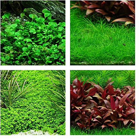 Vordergrund Set mit 4 in Vitro Pflanzen Aquariumpflanzenset Nr.50 1-2 Grow! Becher Aquarium Wasserpflanze